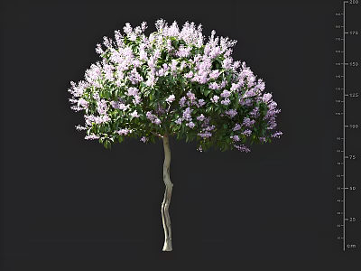 Lush Lilac Tree With Abundant Purple Flowers And White Trunk In Full Bloom 3d model