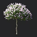 Lush Lilac Tree With Abundant Purple Flowers And White Trunk In Full Bloom