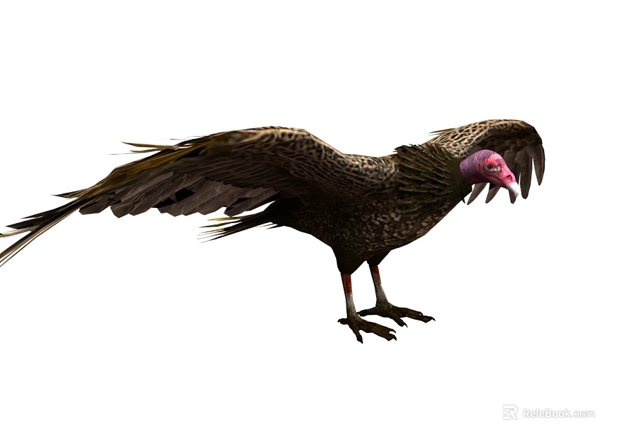 Majestic Vulture Standing With Spread Brown Wings And Pink Head Feathers 3d model 
