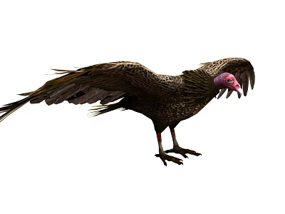 Majestic Vulture Standing With Spread Brown Wings And Pink Head Feathers 3d model
