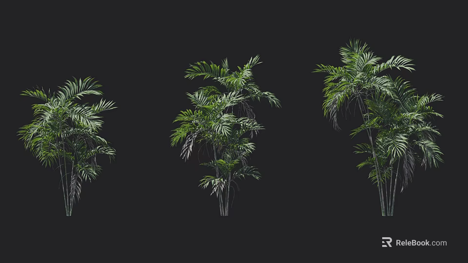 Three Different Tropical Trees With Green Leaves On Black Background 3d model 