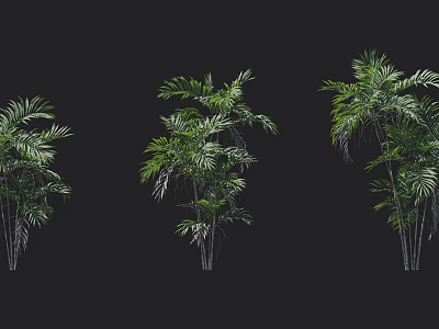 Three Different Tropical Trees With Green Leaves On Black Background 3d model