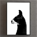 Black and White Llama Portrait Animal Painting Minimalist Wall Art for Home Decor