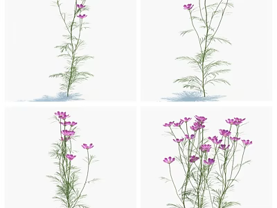 Purple Flowering Herbaceous Grasses With Slender Stems Green Leaves And Various Bloom Quantities 3d model