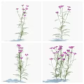 Purple Flowering Herbaceous Grasses With Slender Stems Green Leaves And Various Bloom Quantities