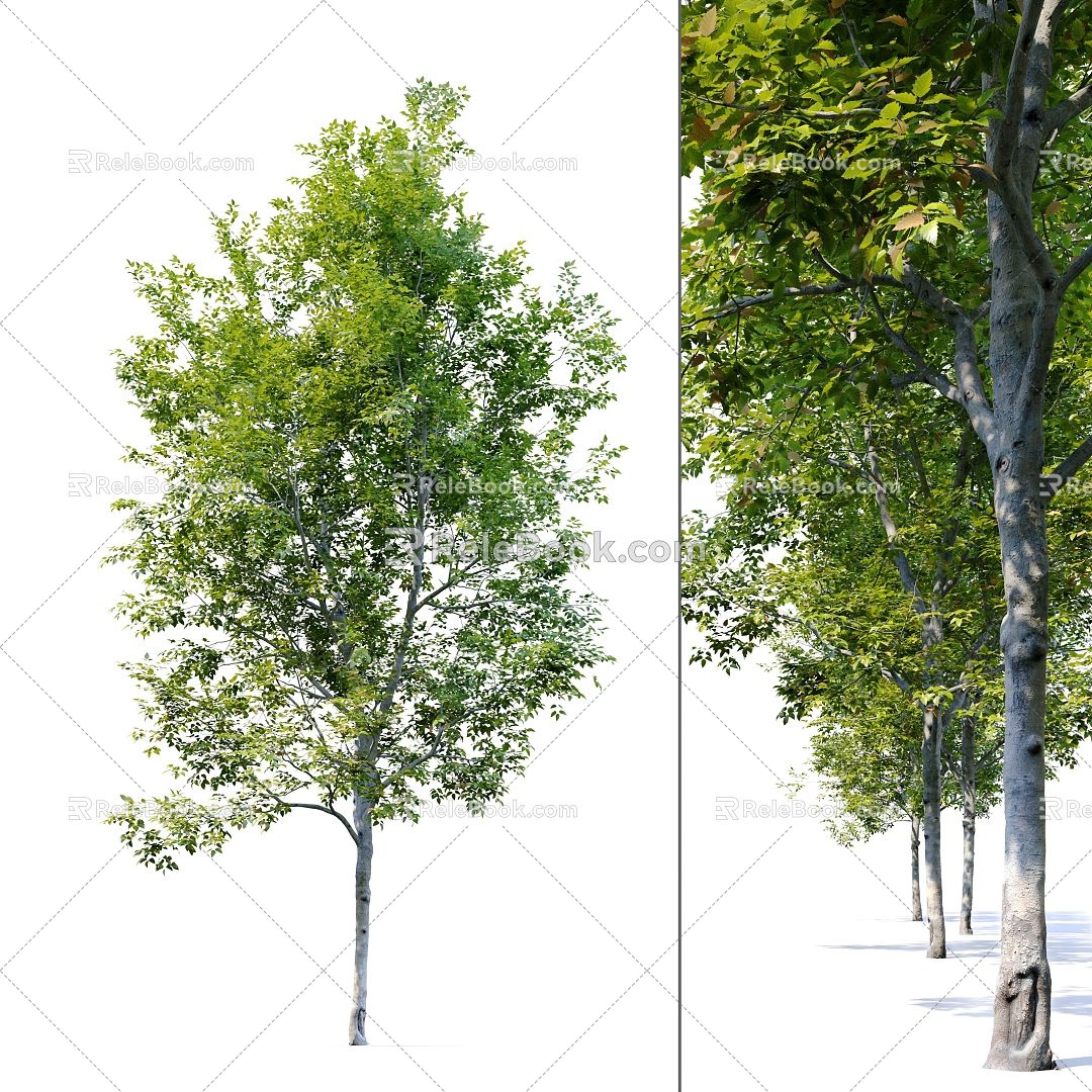 Modern Tree Beech Landscape Tree 3d model