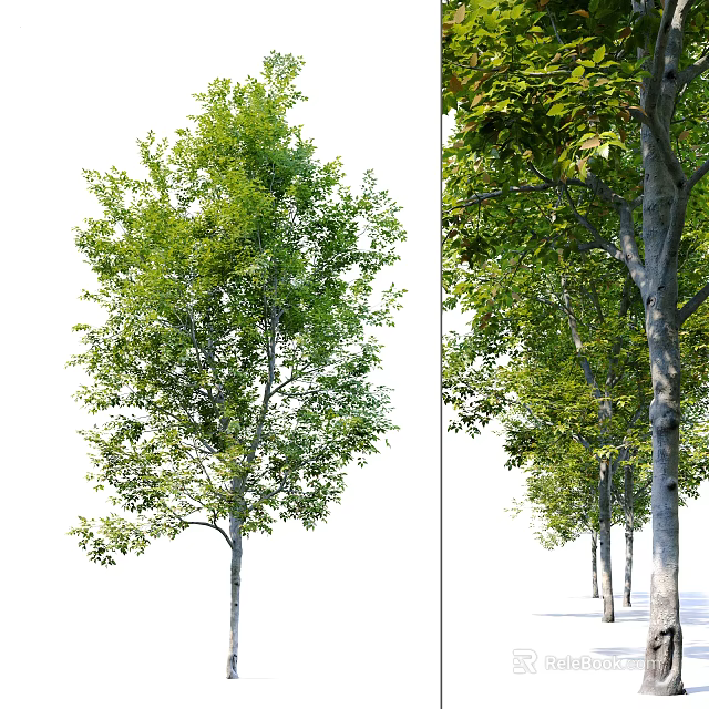 Lush Green Arbor Trees With Tall Trunks And Dense Foliage In Natural Landscape 3d model 