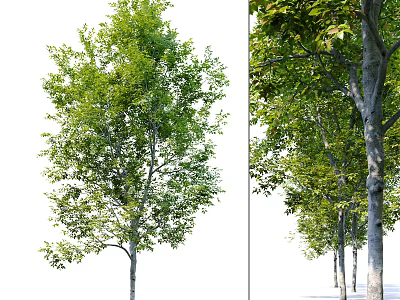 Modern Tree Beech Landscape Tree 3d model