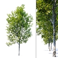 Modern Tree Beech Landscape Tree 3d model