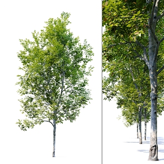 Modern Tree Beech Landscape Tree 3d model