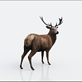 modern animal deer 3d model