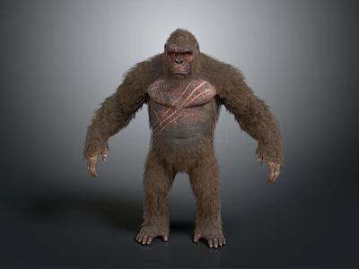 3D Rendered Standing Gorilla with Brown Fur and Chest Markings on Gray Background 3d model
