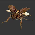 Low Poly Bee with Brown and Gold Color Transparent Wings on Dark Background