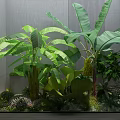 Lush Banana Plants With Large Green Leaves Against Gray Wall And Surrounding Small Plants