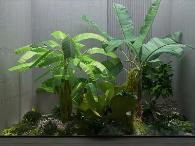 Lush Banana Plants With Large Green Leaves Against Gray Wall And Surrounding Small Plants 3d model