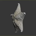 Light Colored Starfish Marine Animal With Textured Surface And Reflection On Dark Background 3d model