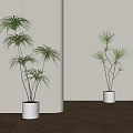 Indoor Tall Leafy Potted Plants In White Pots With Light Wall And Wooden Floor
