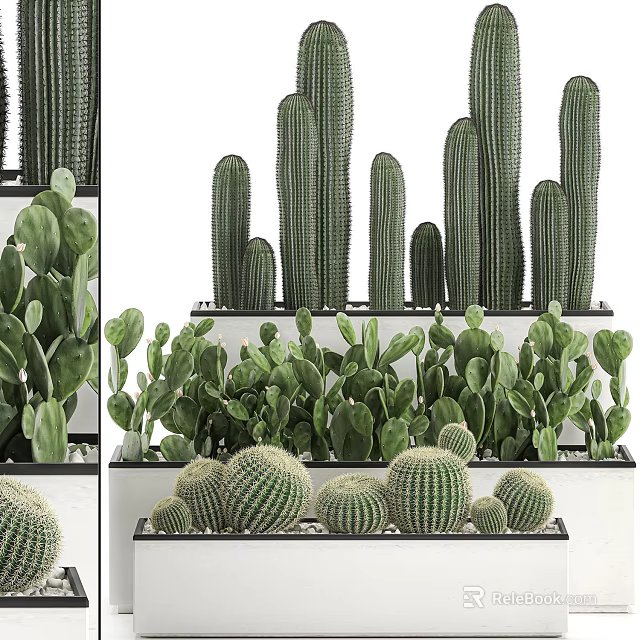 Varied Cactus Bonsai Potted Plants With Tall Columnar Round Spherical And Flat Leaf Types On Display Shelf 3d model 