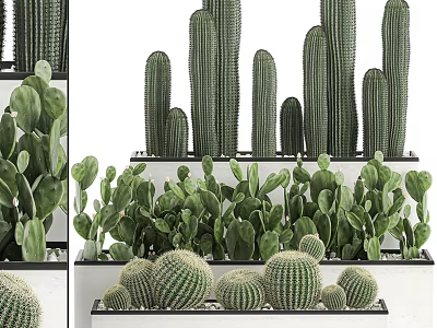 Varied Cactus Bonsai Potted Plants With Tall Columnar Round Spherical And Flat Leaf Types On Display Shelf 3d model