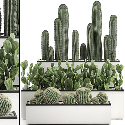 Varied Cactus Bonsai Potted Plants With Tall Columnar Round Spherical And Flat Leaf Types On Display Shelf 3d model