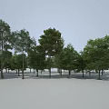 Various Arbor Species In Natural Landscape With Green Foliage And Tall Trunks