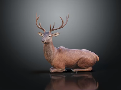 Brown Deer With Large Antlers Lying On Dark Background With Reflection 3d model