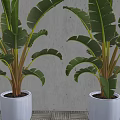 Leafy Potted Plants With Large Green Leaves In White Pots Against Gray Wall