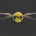 Yellow Fuzzy Insect With Transparent Wings Black Eyes And Reflection On Dark Surface