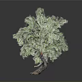 Realistic 3D Decorative Tree With Curved Trunk Textured Roots And Lush Green Foliage
