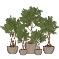 Artistic Bonsai Pine Plants with Shaped Trunks and Lush Foliage in Terracotta Pots