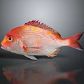 Vibrant Red Orange Fish With Colorful Scales Fins And Tail On Gray Background