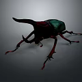 Horned Rhinoceros Beetle With Black Green Body And Red Legs On Grey Background