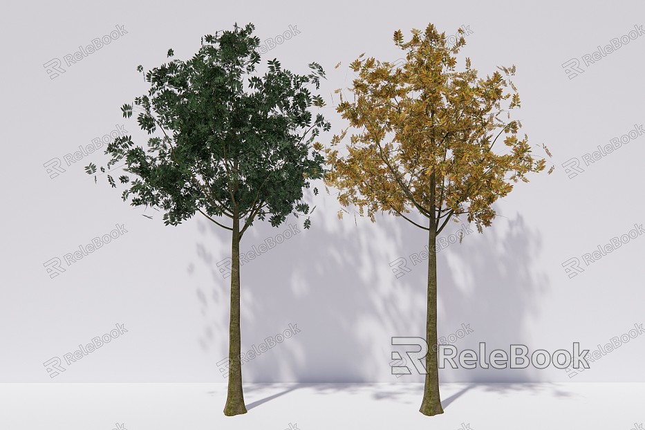 Modern Tree Trees Sapindus arbor plants model