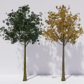 Two Arbor Trees Displaying Green and Yellow Foliage Against White Background and Casting Shadows 3d model