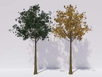 Modern Trees Sapindus arbor plants 3d model