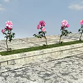 Four Pink Flowers Planted In Stone Flower Bed Against Blue Sky With White Clouds