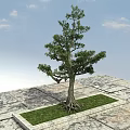 Arbor Tree With Exposed Roots Green Leaves On Square Stone Platform Blue Sky White Clouds