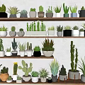 Decorative Indoor Potted Cactus and Succulent Plants on Multi Tiered Shelves
