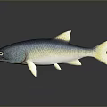 Blue Green Yellow Gradient Aquatic Fish with Yellow Fins Tail Black Eyes and Dark Reflection