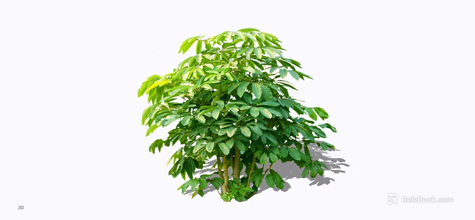 Healthy Green Shrub With Dense Foliage Ideal For Garden Landscaping Design 3d model 