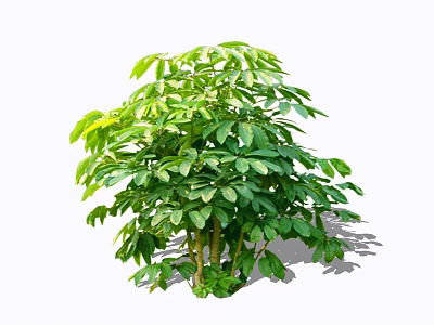 Healthy Green Shrub With Dense Foliage Ideal For Garden Landscaping Design 3d model