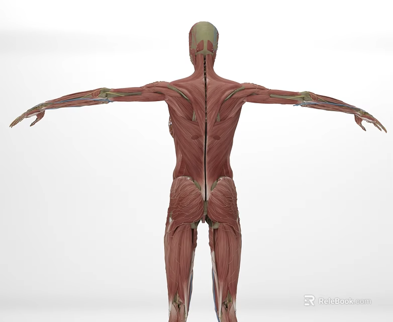 Detailed 3D Anatomical Model Of Human Head Organ Showing Muscle Structure And Layers 3d model 