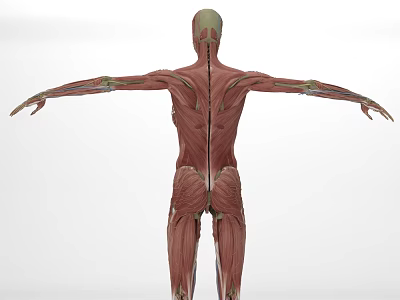 Detailed 3D Anatomical Model Of Human Head Organ Showing Muscle Structure And Layers 3d model