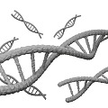 DNA scientific research drawing material biological scientific research material biochemical drawing material deoxyribonucleic acid 3d model