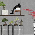 Bonsai Potted Plants On Wooden Shelves And Black Stands With Curved Shapes And Red Leaves