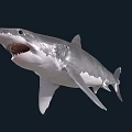 Great White Shark Swimming With Open Mouth Sharp Teeth Gray Skin