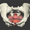 Medical Device Pelvic Anatomical Model With Detailed Internal Structure 3d model