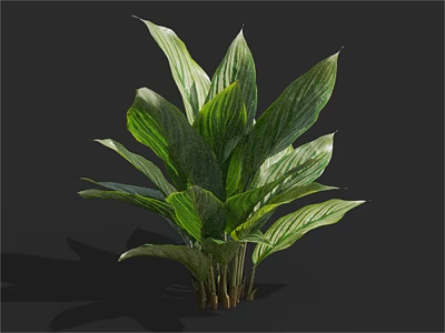 Lush Green Leafy Plant With Large Variegated Leaves On Dark Background 3d model