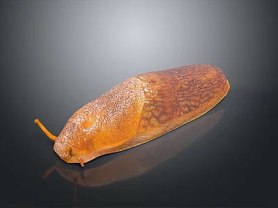 Orange Slug With Textured Body On Black Surface And Visible Reflection 3d model