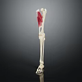 Lower Limb Skeleton Model Displaying Red Muscle Fibers Anatomical Structure